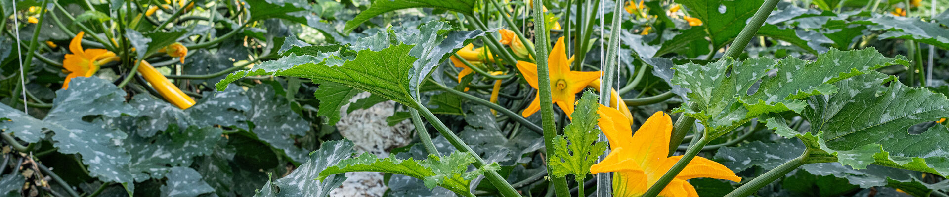 Premium packaging for courgette flowers destined for customers around the world
