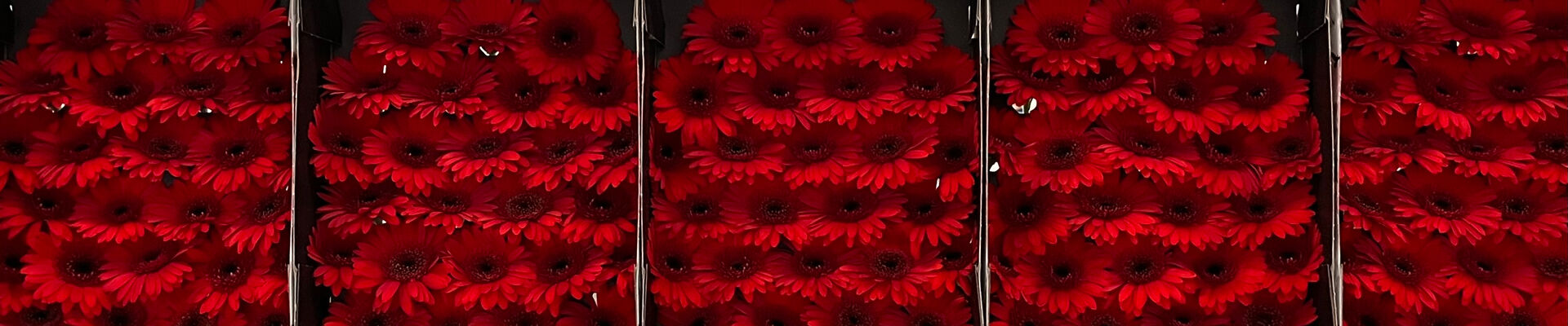 Smart packaging: how Smart Packaging Solutions contributes to innovative packaging for gerberas