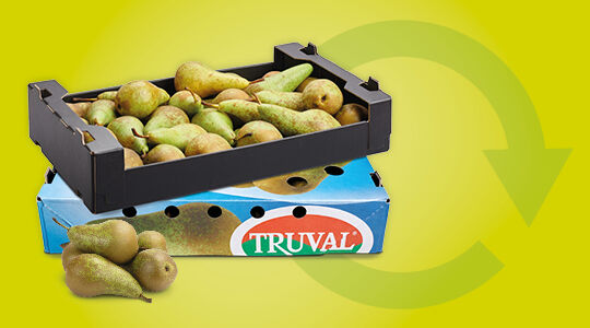Nieuwe stap: exportverpakking voor peren naar China